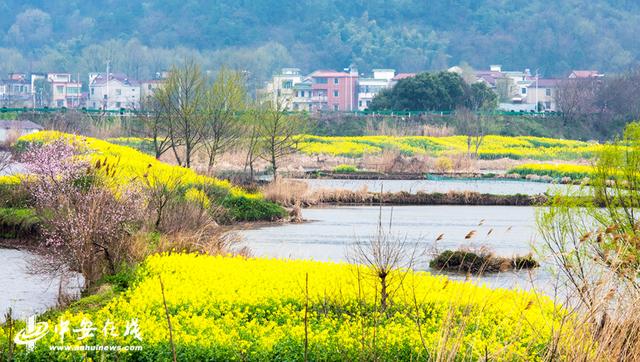 安徽蕪湖：響水澗萬(wàn)畝油菜花海開(kāi)門迎客