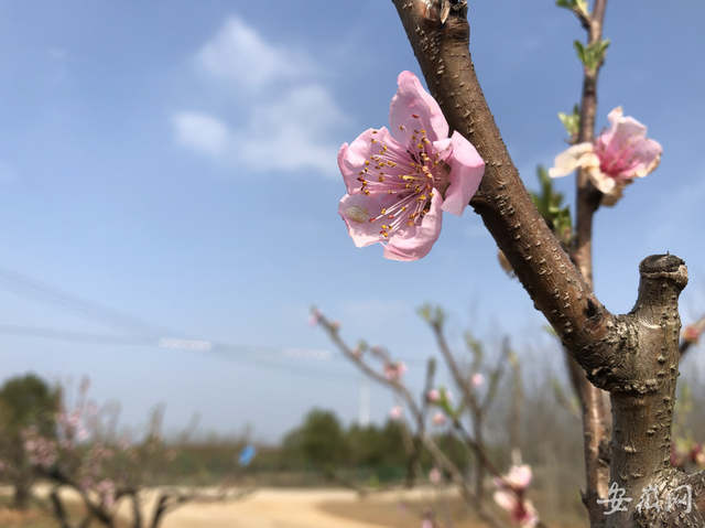 蕪湖灣沚區(qū)灣沚鎮(zhèn)第四屆桃花文化季拉開(kāi)帷幕